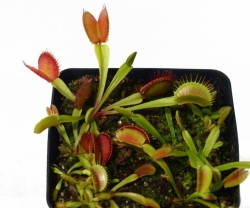 Dionaea muscipula | Fang | 3 - 4 cm