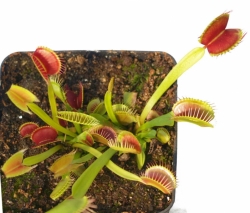 Dionaea muscipula | G3 x G14 Nr. 3 | 3 - 4 cm