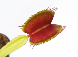 Dionaea muscipula | G3 x G14 Nr. 3 | 3 - 4 cm
