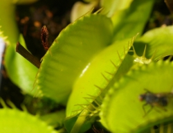 Dionaea muscipula | Olive Green | 3 - 5 cm