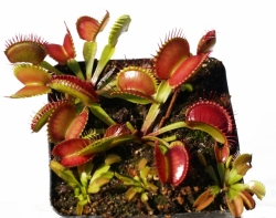 Dionaea muscipula | Paradisa | 3 - 5 cm