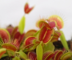 Dionaea muscipula | Vigorous | 3 - 4 cm