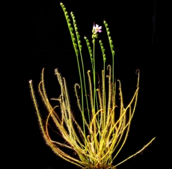 Drosera filiformis vat. filiformis | Pine Barens | adult plant or turion