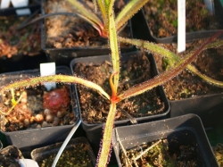 Drosera regia | carnivorous plants seeds | 5 seeds