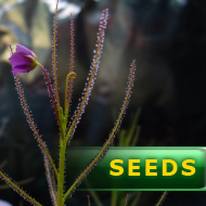 Byblis aquatica | Sunamere Lagoon | carnivorous plants seeds | 5s