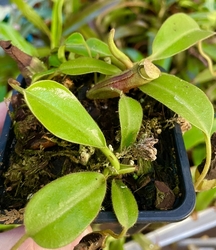 Nepenthes (veitchii x boschiana) x hamata | 6 - 10 cm