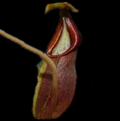 Nepenthes bongso | Purple | 6 - 8 cm