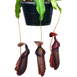 Nepenthes densiflora x rafflesiana | 6 - 8 cm - kopie