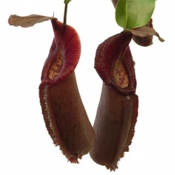 Nepenthes densiflora x robcantleyi | 6 - 8 cm