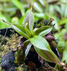 Nepenthes gymnamphora | Gunung Singgalang | 6 - 8 cm