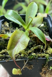Nepenthes leonardoi | Palawan | 3 - 6 cm
