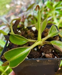 Nepenthes lowii | Gunung Trusmadi | 6 - 10 cm