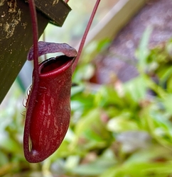 Nepenthes pitopangii | Ivory colored form | 8 - 12 cm