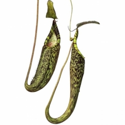 Nepenthes spectabilis | Giant form | 6 - 10 cm 
