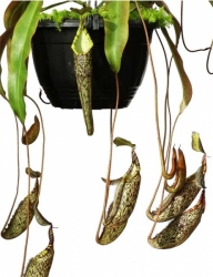 Nepenthes spectabilis | Giant form | 6 - 10 cm 
