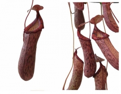 Nepenthes spectabilis x ventricosa | 8 - 10 cm