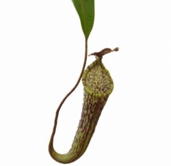 Nepenthes stenophylla = N. fallax | Bareo | 6 - 8 cm