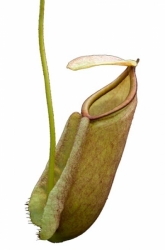 Nepenthes treubiana | Andamata - New Guinea | 8 - 10 cm
