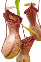 Nepenthes ventricosa | Madja | 8 - 12 cm