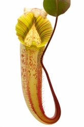 Nepenthes veitchii x platychila | 6 - 8 cm