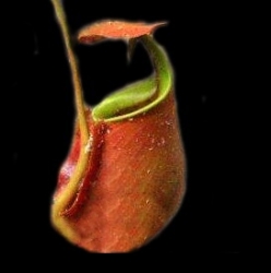 Nepenthes bicalcarata | Orange - Brunei | 6 - 10 cm
