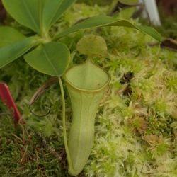 Nepenthes campanulata | Kalimantan | 4 - 6 cm