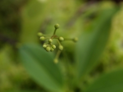 Nepenthes campanulata | Kalimantan | 4 - 6 cm
