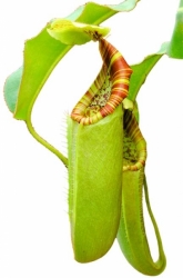 Nepenthes chaniana x veitchii | 6 - 8 cm