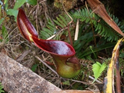 Nepenthes lowii | Trusmadi | 6 - 7 cm
