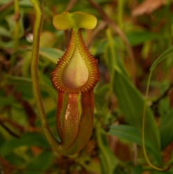 Nepenthes macrophylla | 3 - 6 cm