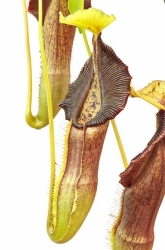 Nepenthes singalana | Belirang | 6 - 10 cm