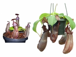 Nepenthes talangensis x robcantleyi | 6 - 8 cm