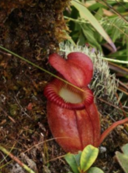 Nepenthes villosa | Mt. Kinabalu | 3 - 5 cm