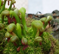Darlingtonia californica | Cobra lilly | semi adult plants | 6 - 10 cm