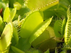 Dionaea muscipula | venus fly trap | All Green Bart Blezer | carnivorous plants seeds | 10 seeds