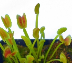 Dionaea muscipula | venus fly trap | Dentee | carnivorous plants seeds | 10s