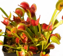 Dionaea muscipula | venus fly trap | Dingleys Giant | carnivorous plants seeds | 10s