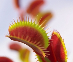 Dionaea muscipula | venus fly trap | F12 clone | carnivorous plants seeds | 10s