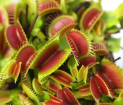 Dionaea muscipula | venus fly trap | Low Giant | carnivorous plants seeds | 10s