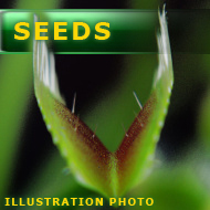 Dionaea muscipula | venus fly trap | mix of dentate clones | carnivorous plants seeds | 10s