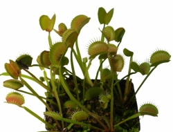 Dionaea muscipula | venus fly trap | Red Line | carnivorous plants seeds | 10s