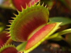 Dionaea muscipula | venus fly trap | SL014 | carnivorous plants seeds | 10s