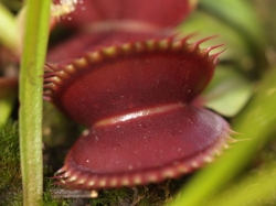 Dionaea muscipula | venus fly trap | SL015 | carnivorous plants seeds | 10s