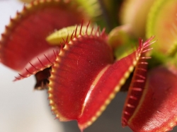 Dionaea muscipula | venus fly trap | Tiger Teeth | carnivorous plants seeds | 10s