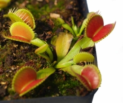 Dionaea muscipula | venus fly trap | Tims Giant | carnivorous plants seeds | 10s
