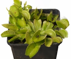 Dionaea muscipula | venus fly trap | Yellow 1 | carnivorous plants seeds | 10s