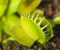 Dionaea muscipula | venus fly trap | Yellow Fused Tooth | carnivorous plants seeds | 10s