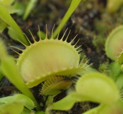 Dionaea muscipula | venus fly trap | Yellow UK | carnivorous plants seeds | 10s