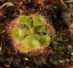 Drosera burmannii | carnivorous plants seeds | 20s