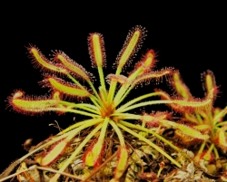 Drosera capensis | carnivorous plants seeds | 20s